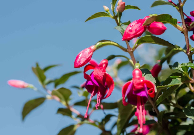 How to Grow and Care for Fuchsia
