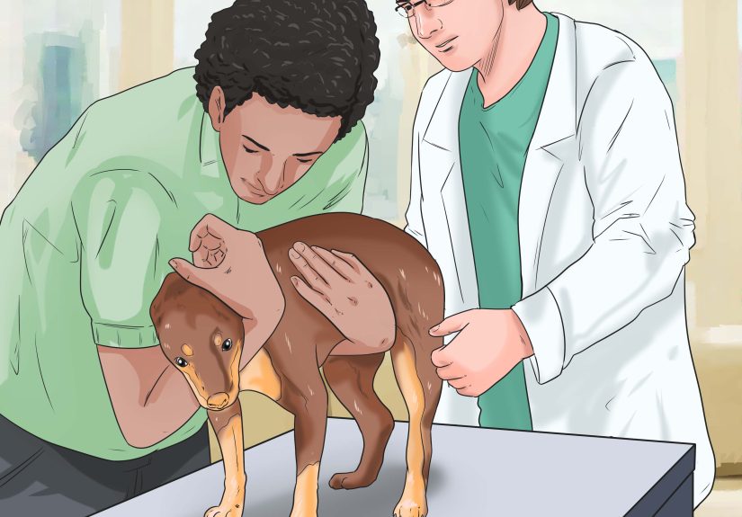 How to Know If Your Dog Has Cancer: 11 Steps
