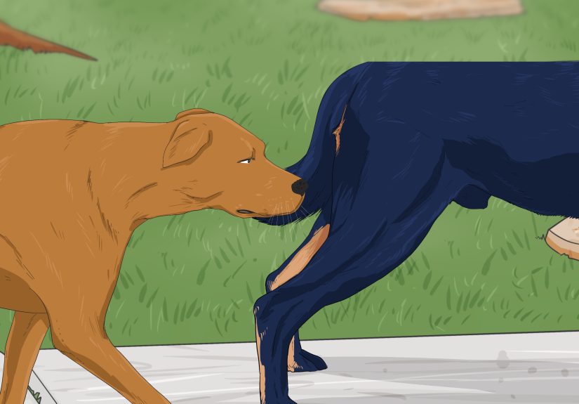 How to Know when to Stop Breeding a Male Dog: Max Age