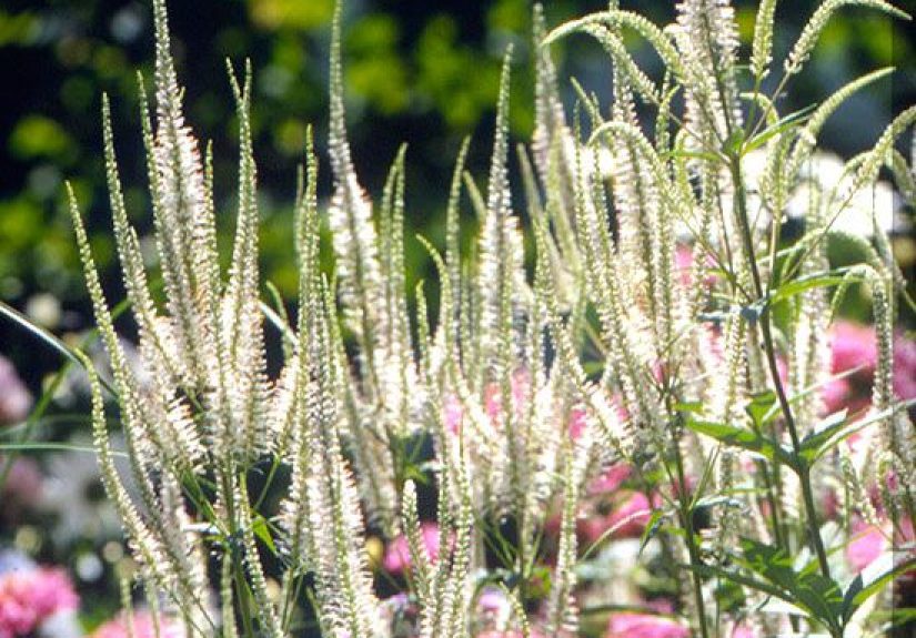 How to Plant and Grow Culver’s Root