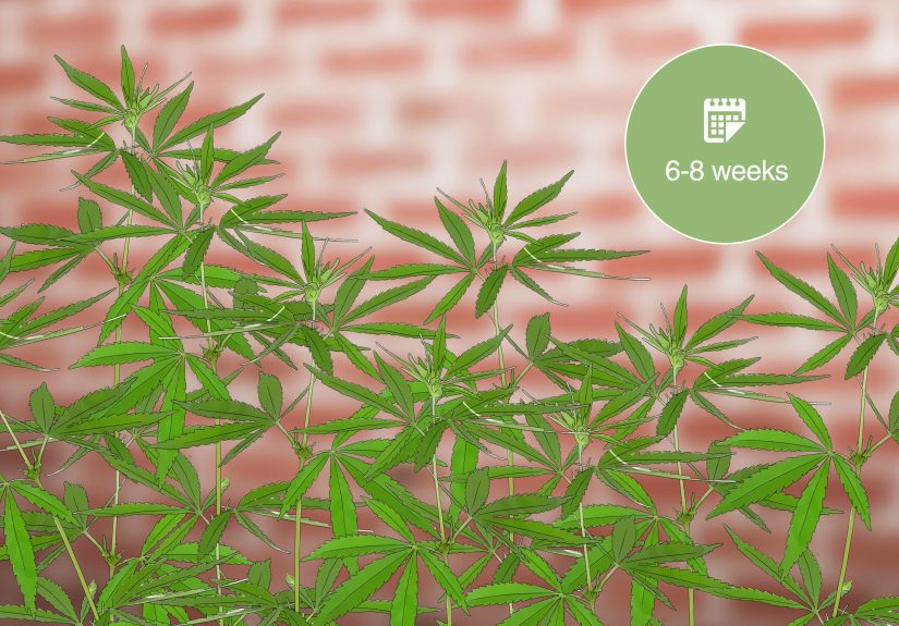 How to Plant Clones: 13 Steps