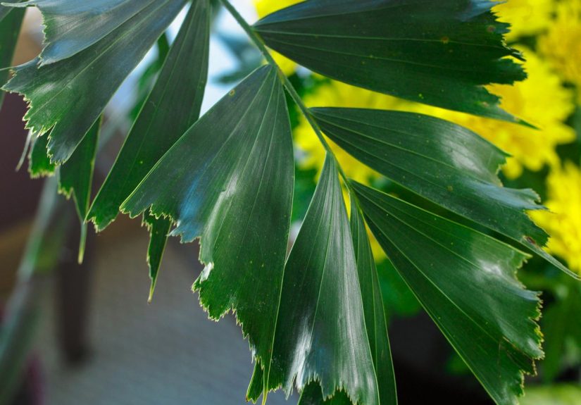 How to Plant, Grow, and Care for Fishtail Palm