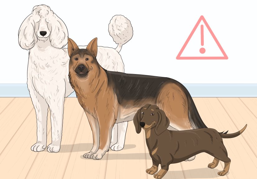 How to Recognize and Treat Salivary Mucocele in Dogs: 12 Steps