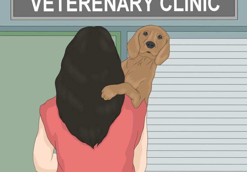 How to Remove the Smell of Cat or Dog Urine from Upholstery