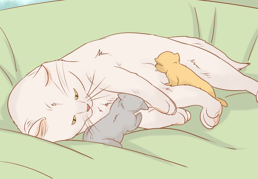 How to Tell if a Cat Still Has Kittens Inside: 13 Easy Ways