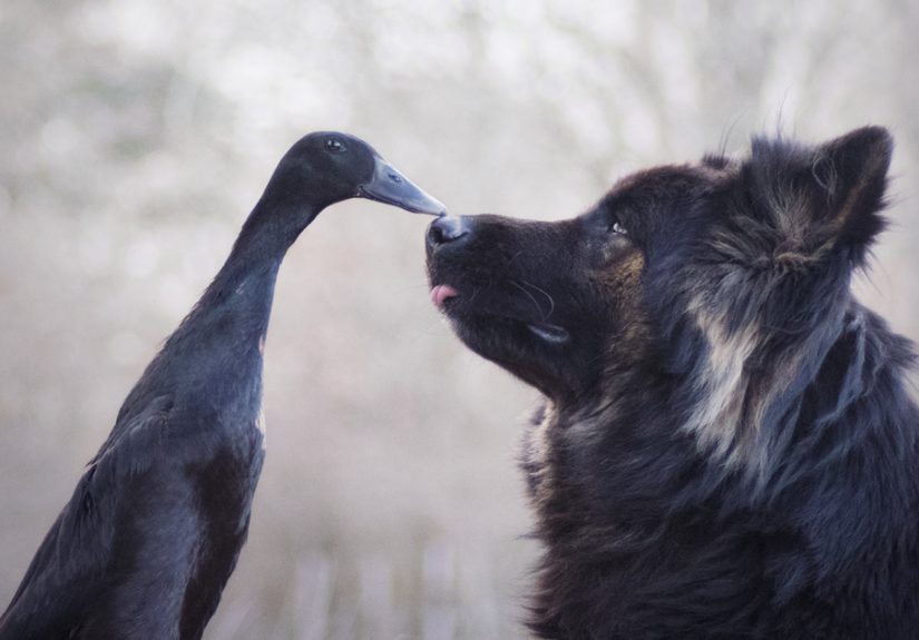 I Capture The Unexpected Friendship Between My Dog And My Duck On Film