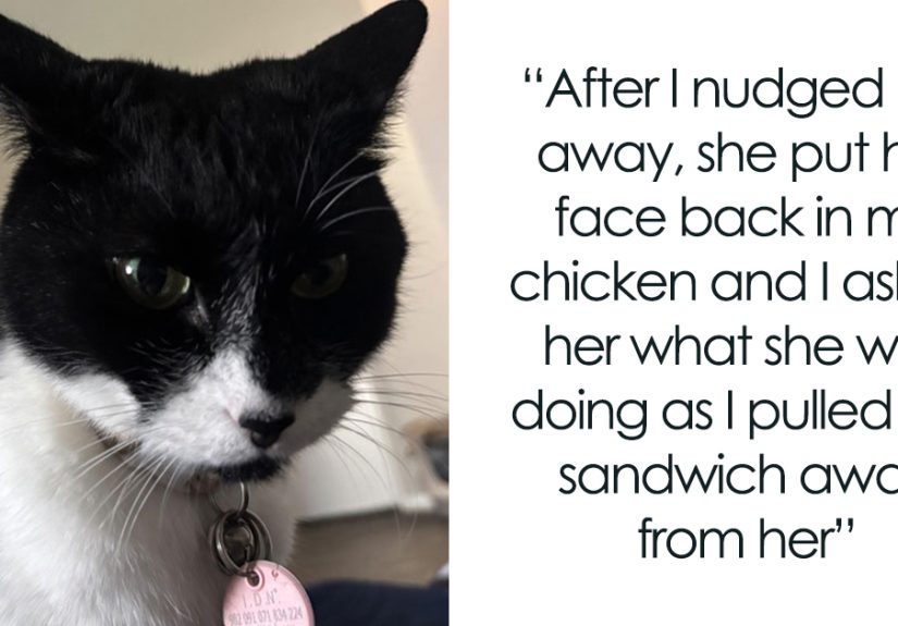 “I Pay The Bills”: Cat Owner Shares Hilarious AITA Story About Refusing To Share Lunch With Her Cat