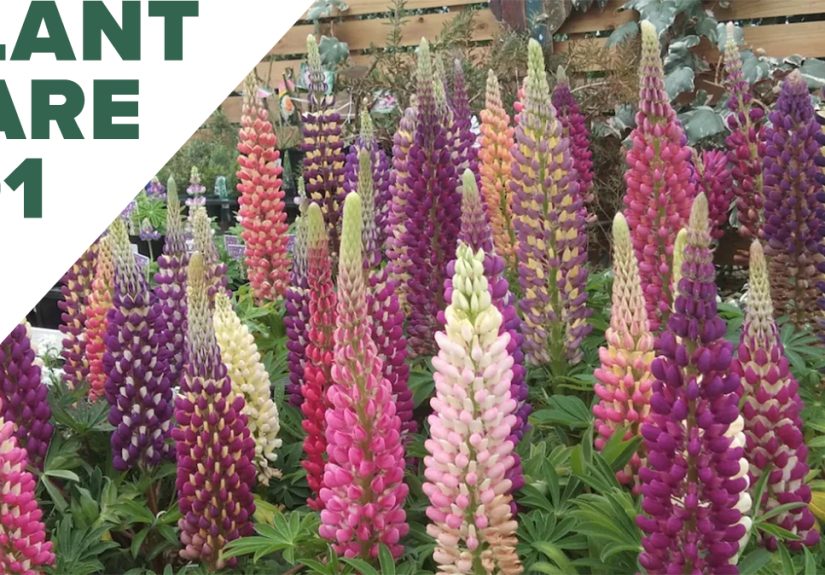 Lupine Plant Care: How to Grow Bluebonnets and Other Lupine Flowers