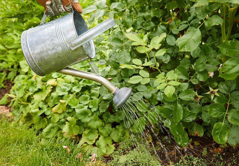 My Mom Has Tried Dozens of Fertilizers, But There's Only One She'll Re-Buy