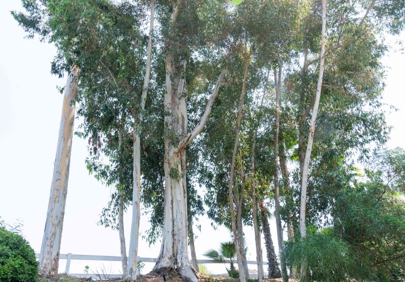 Popular Gum Trees Found in Several Plant Genera