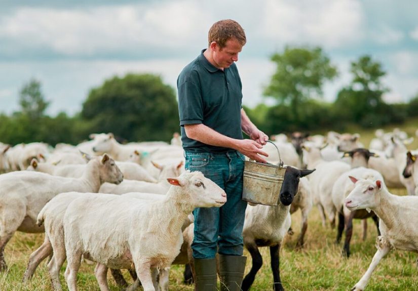 Q Fever: Causes, Symptoms, and Diagnosis