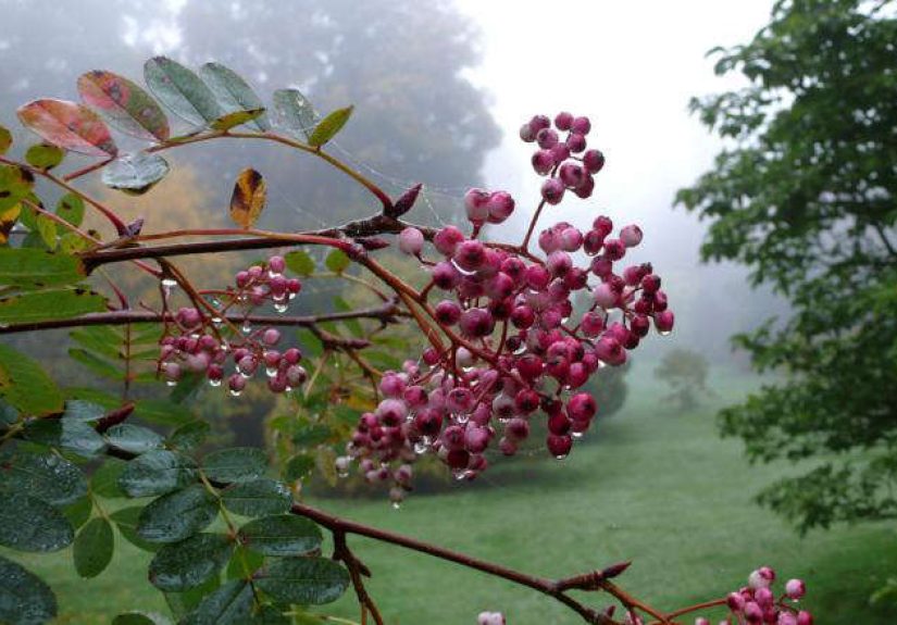 Sorbus hupehensis Rosea