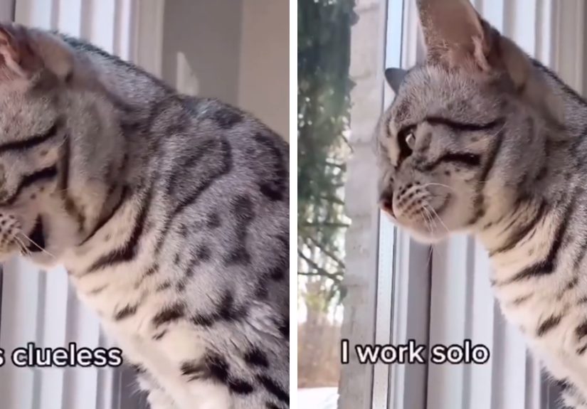 This Cat Is Not Only Keeping Her Owner Company, But Also Gives Wholesome Advice To Others, And Her Fans Melt Over Her