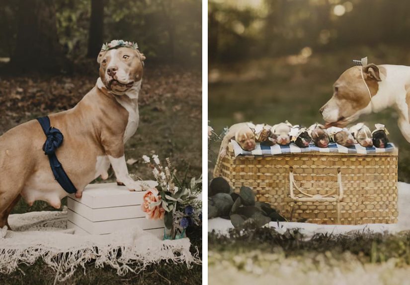 This Pit Bull Gets Her Own Maternity Photoshoot And She Looks Absolutely Glowing