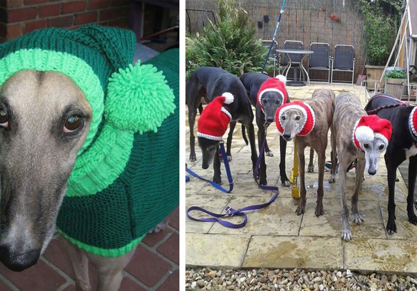 Woman Quit Her Job To Knit Sweaters For Cold Abandoned Greyhounds