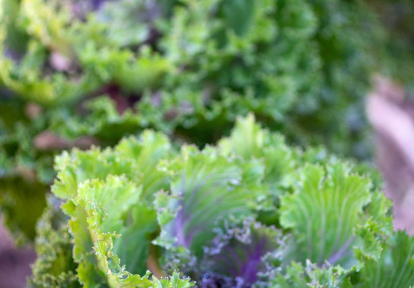 10 Easy, Fast-Growing Vegetables You Can Harvest in Almost No Time
