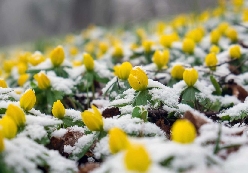 12 Winter Landscaping Ideas You Need This Season