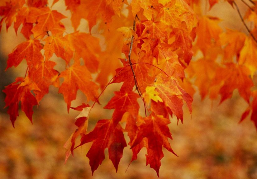 19 Gorgeous, Fiery Fall Trees and Shrubs