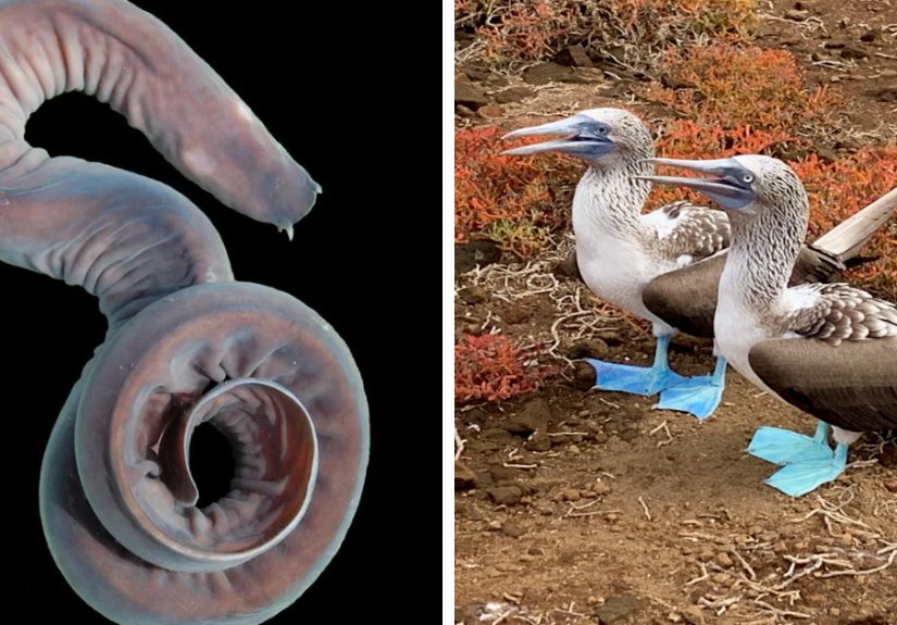 27 Unfiltered Fun Facts About Animals Being Total Weirdos