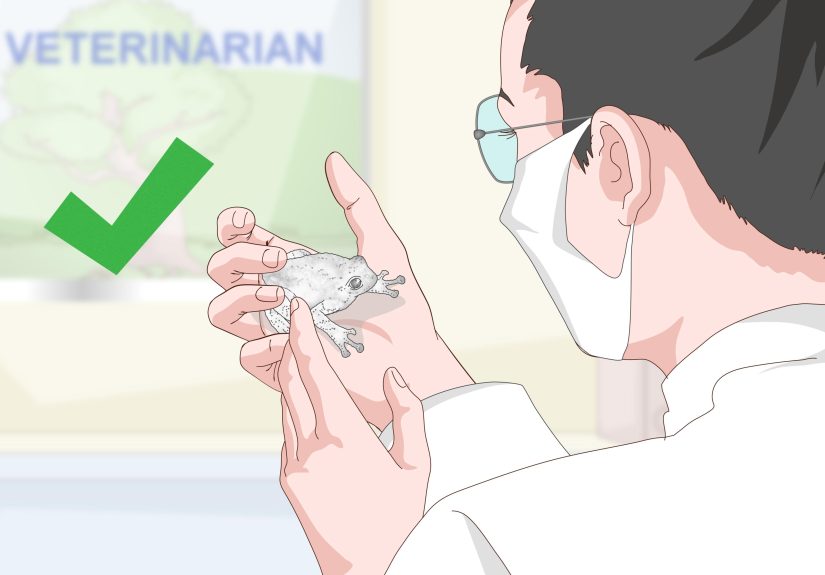 3 Ways to Care for a Gray Tree Frog