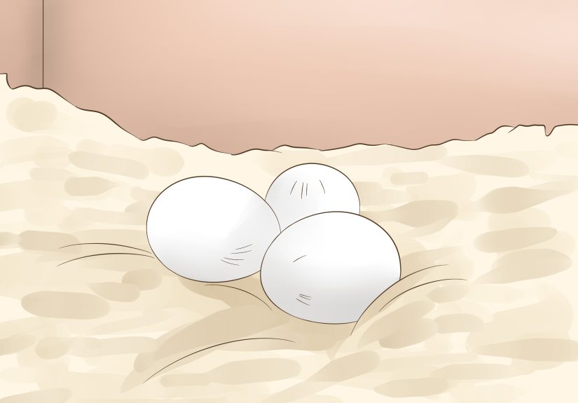 3 Ways to Tell if a Cockatiel Is Male or Female