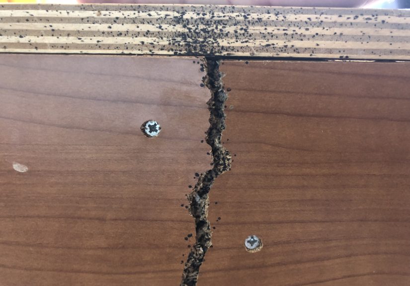 6 Bugs That Look Like Termites and How to Identify Them - Bob Vila