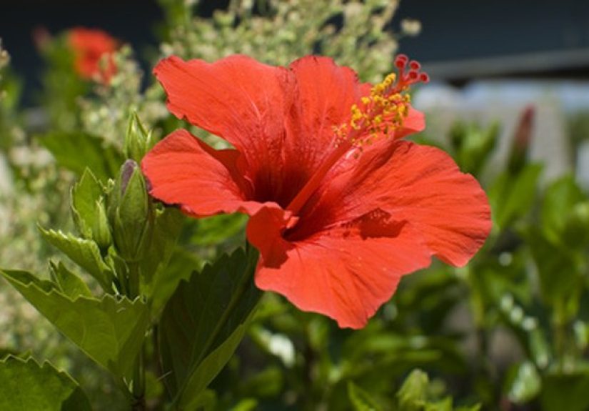Ants on Hibiscus Plants
