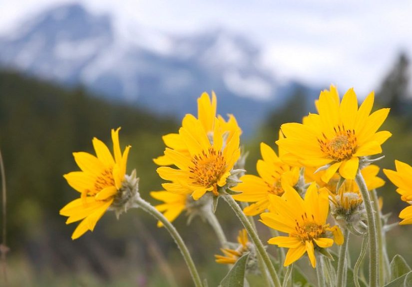 Arnica: Uses, Research, Administration, and More