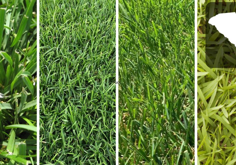 Best Grass Seed For South Carolina: 4 Grass Types Picks For A Lush Lawn