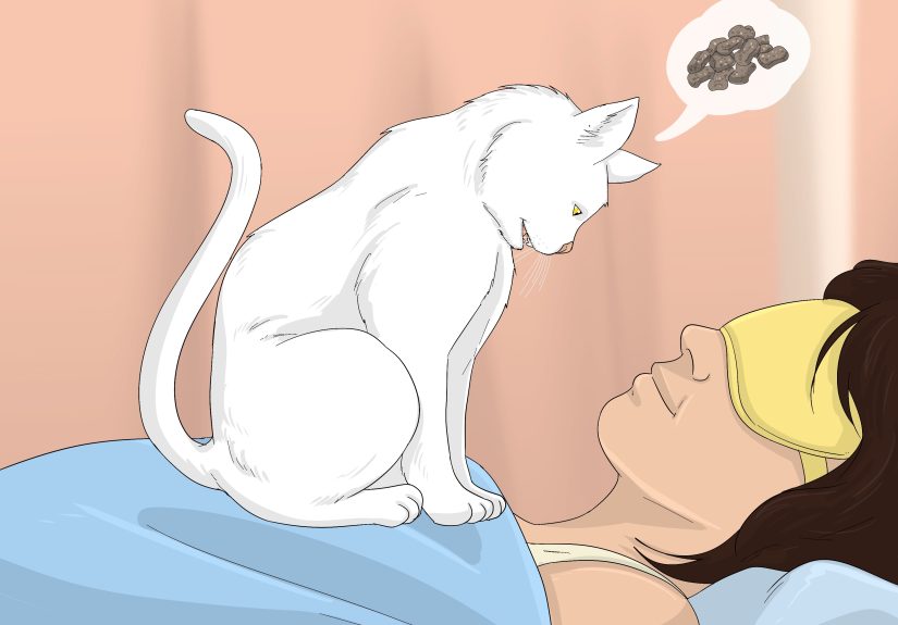 Does My Cat Sleeping On My Chest Have a Spiritual Meaning?