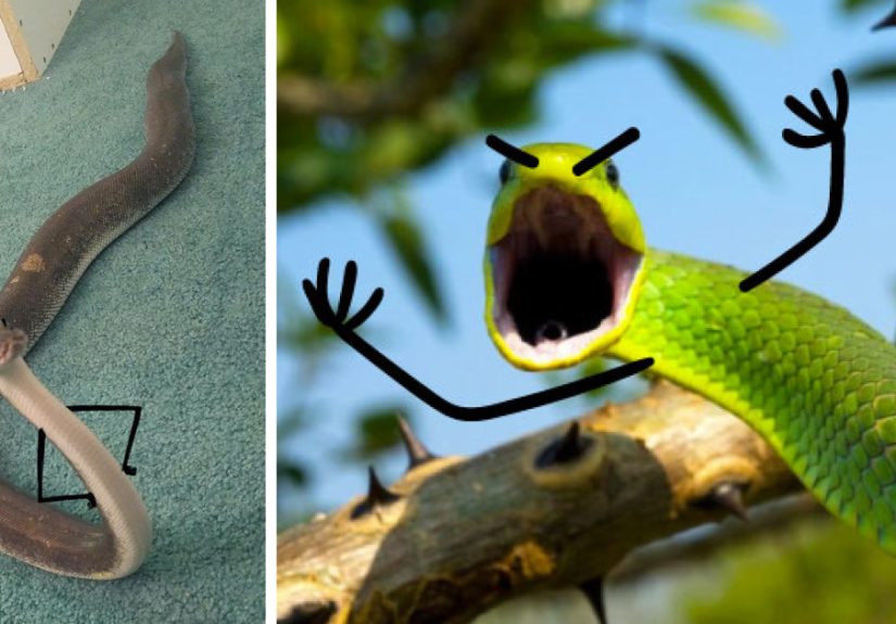 Drawing Doodle Hands On Snakes Is The Funniest Thing Ever (Add Your Pics!)