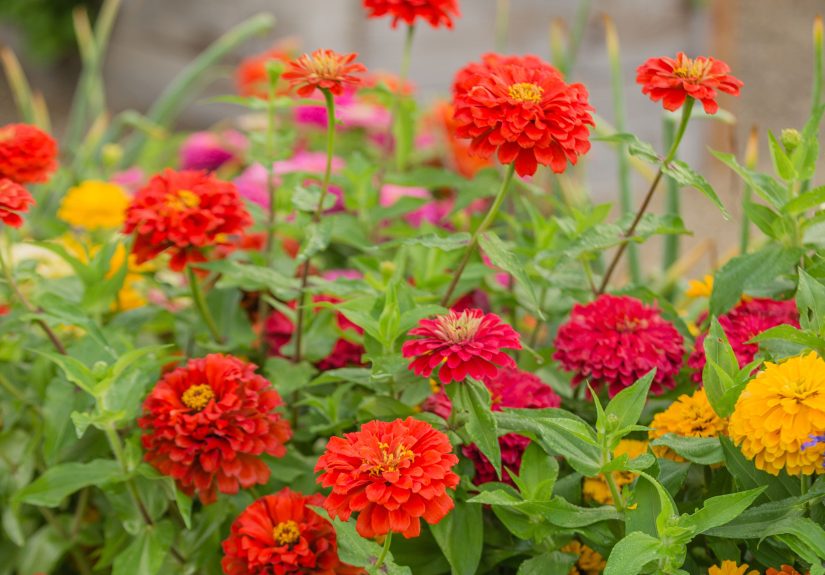 How and When to Plant Zinnia Seeds for Flowers All Summer