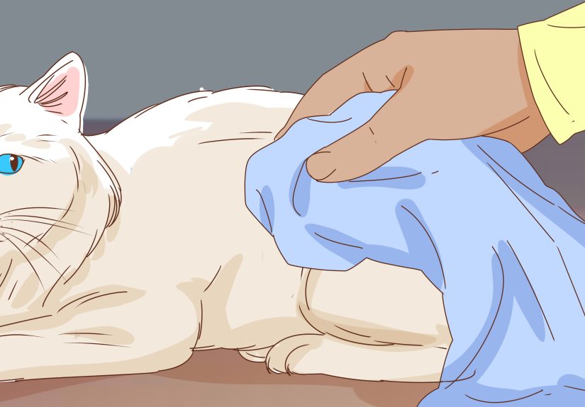 How to Bathe an Angry Cat With Minimal Damage: 12 Steps