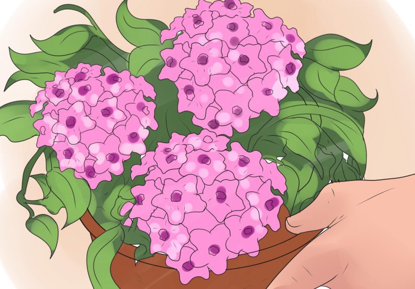 How to Care for a Hoya Plant: 14 Steps