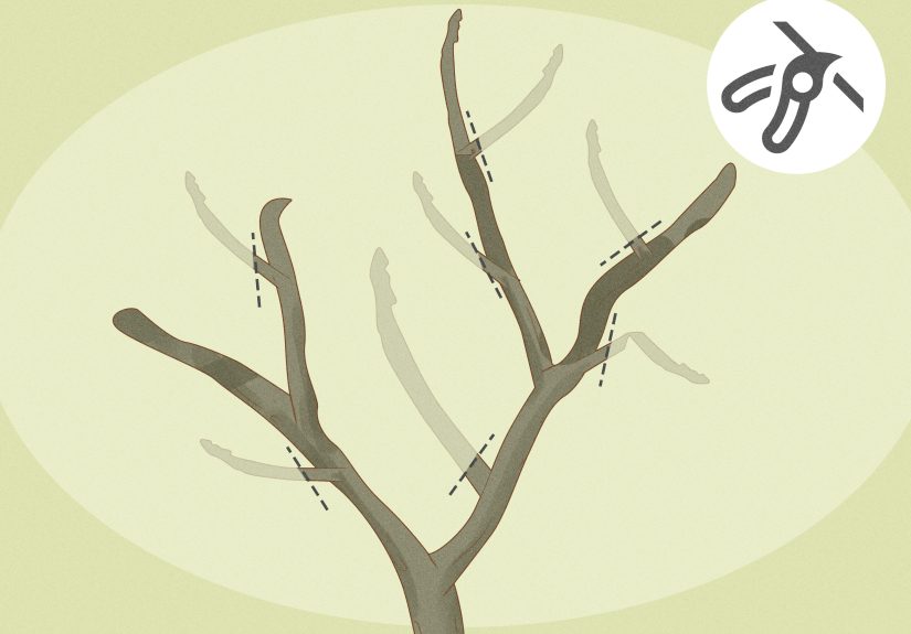 How to Care for Frangipanis: Growing Gorgeous Plumeria