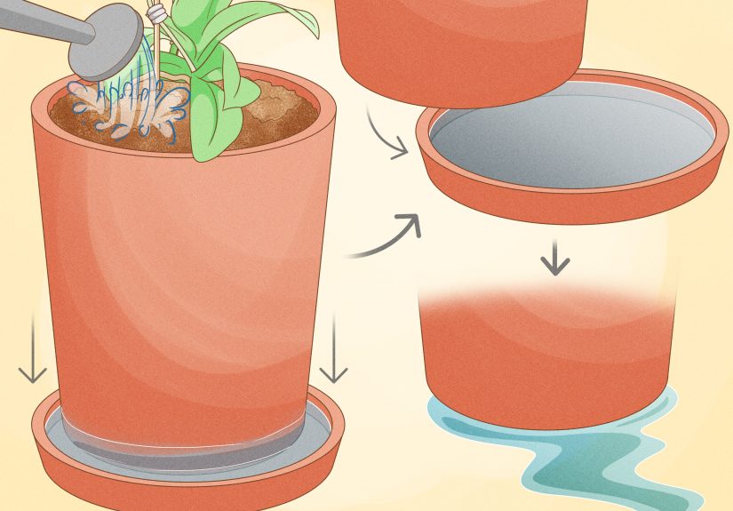 How to Care For Mini Orchids: A Complete Guide for Beginners