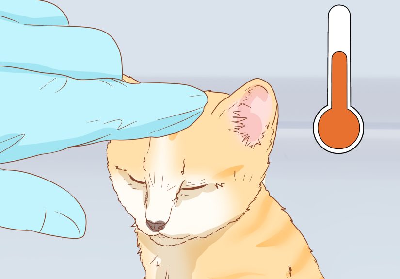 How to Get a Kitten to Fall Asleep