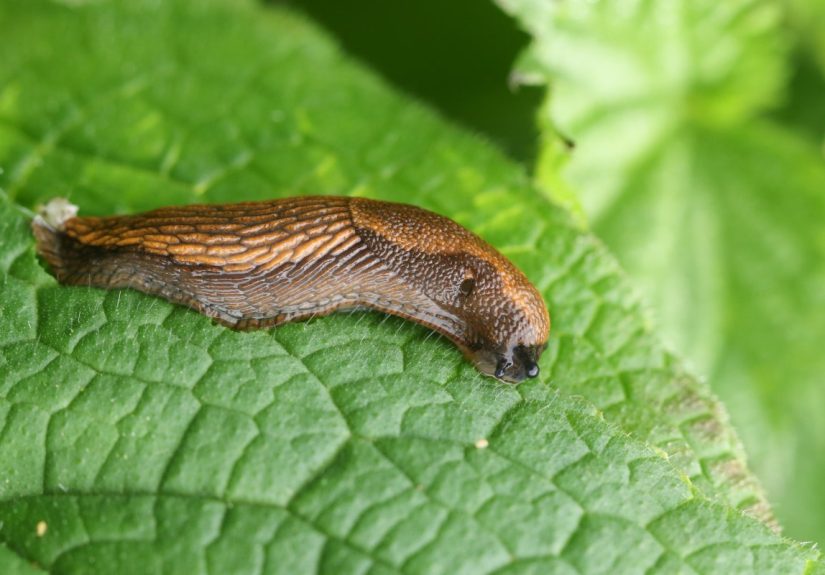 How to Get Rid of Slugs: 5 Methods That Work