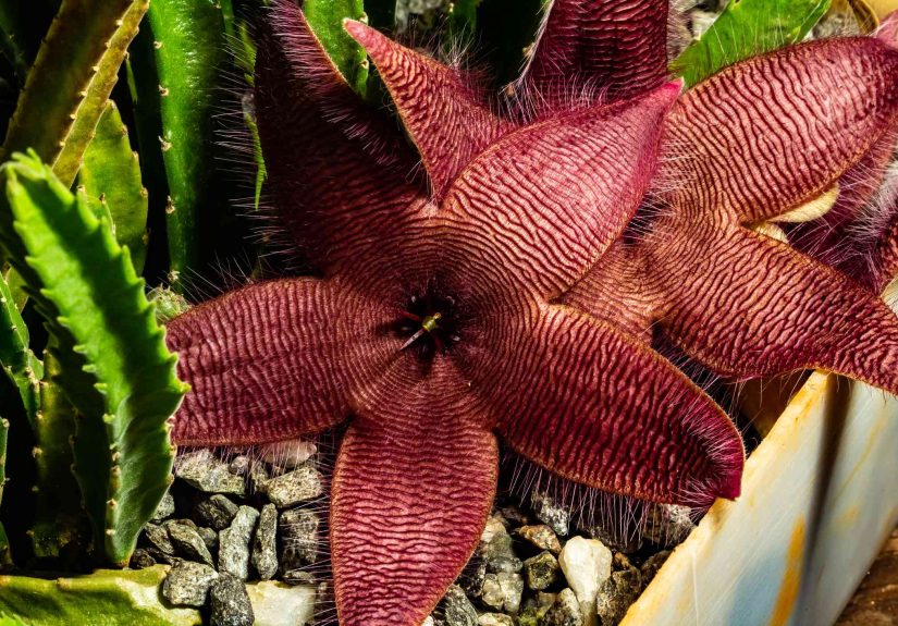 How to Grow and Care for Starfish Cactus (Stapelia Hirsuta)