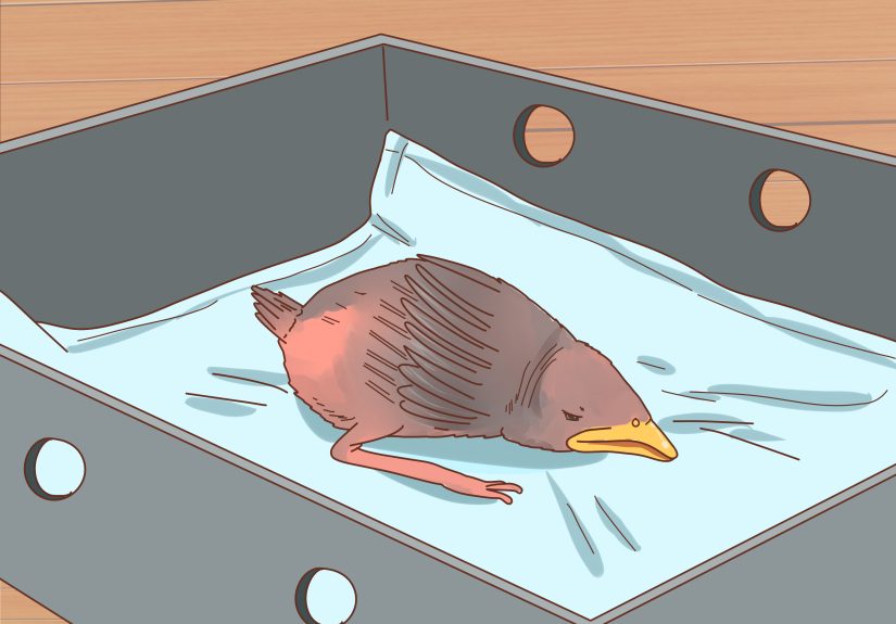 How to Identify a Baby Bird by Age, Species, & Health