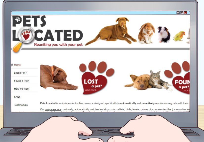 How to Know if a Cat Is a Stray, Feral, Lost, or Free-Roaming