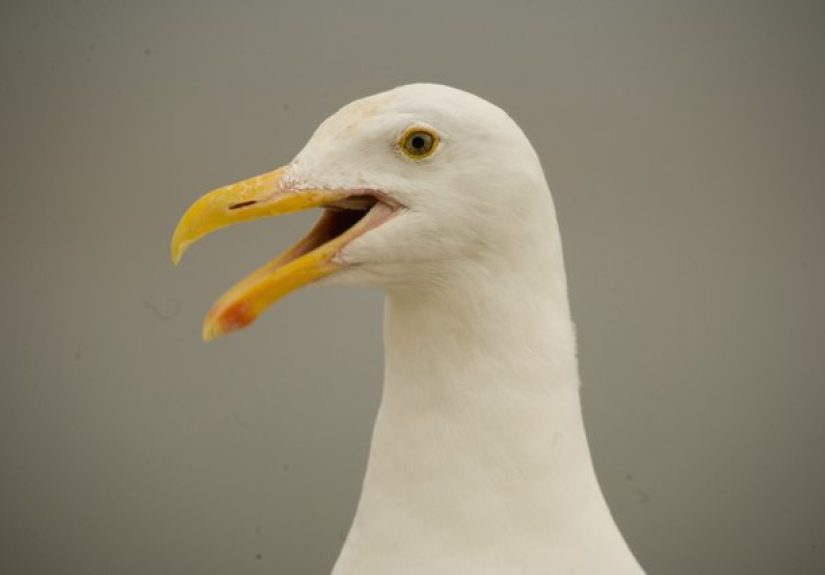 How to Make a Origami Bird Beak