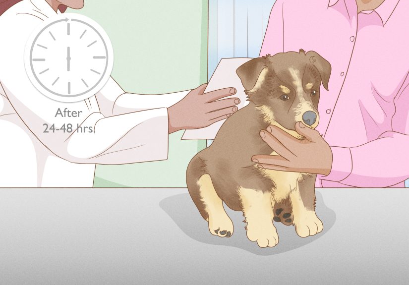 How to Make a Puppy Poop Quickly: 11 Effective Tips