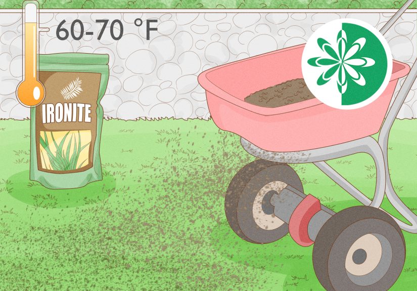 How to Make Bermuda Grass Thicker and Greener: 11 Tips