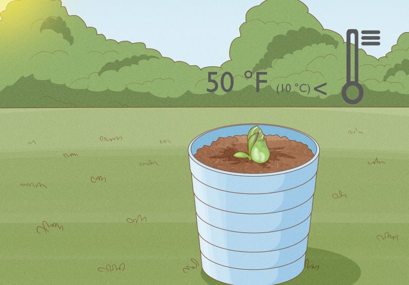 How to Propagate Pitcher Plants from Cuttings, Rhizomes, Seeds, & More