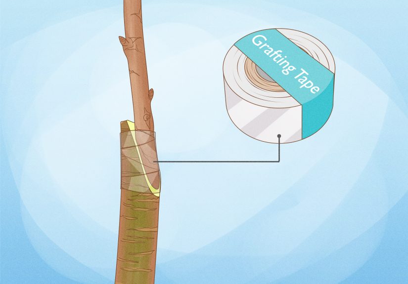 How to Propagate Your Plants: 4 Beginner Techniques