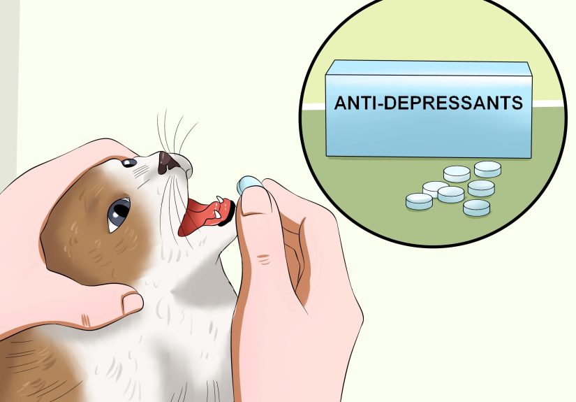 How to Stop a Male Cat from Spraying: 11 Steps