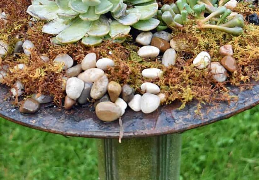 How to Transform a Birdbath Into an Amazing Succulent Planter