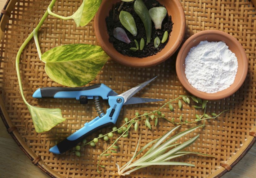 How to Use Rooting Hormone