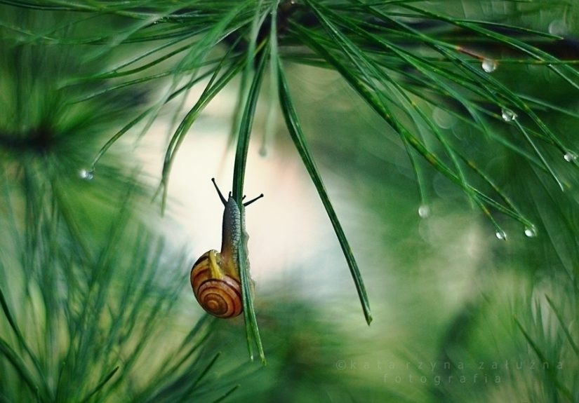 I Capture The Tiny World Of Snails In Poland